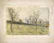 View of an orchard